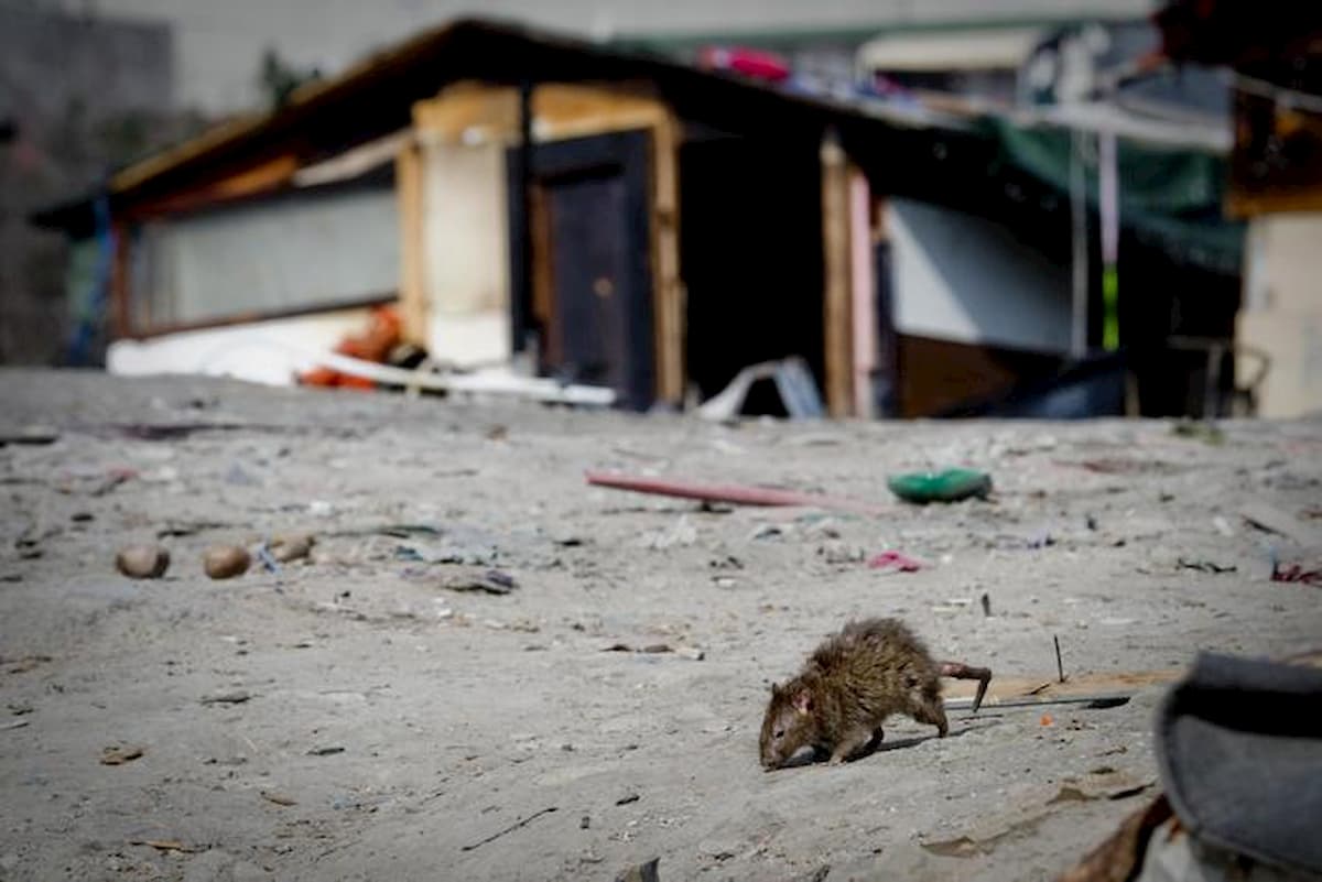 Crotone, topi a scuola: plesso Codignola chiuso per tre giorni