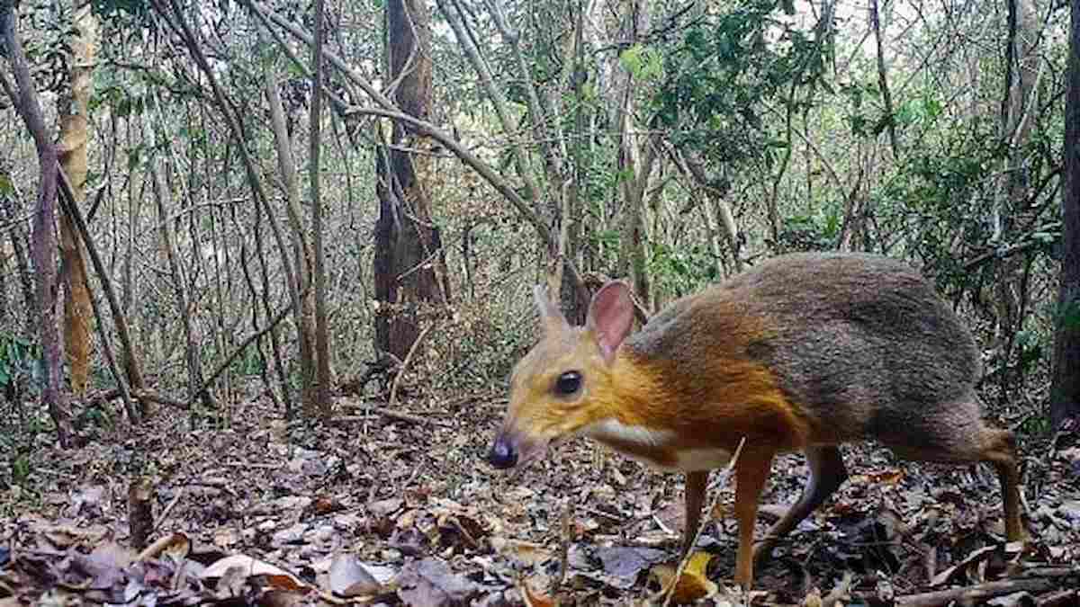 Topo-cervo riappare in Vietnam: non si vedeva da 30 anni