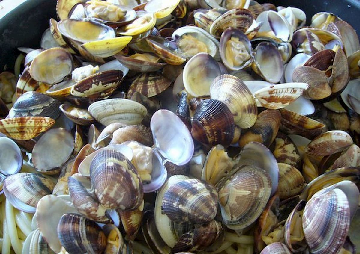 Maltempo fa strage di vongole: a rischio gli spaghetti di Natale