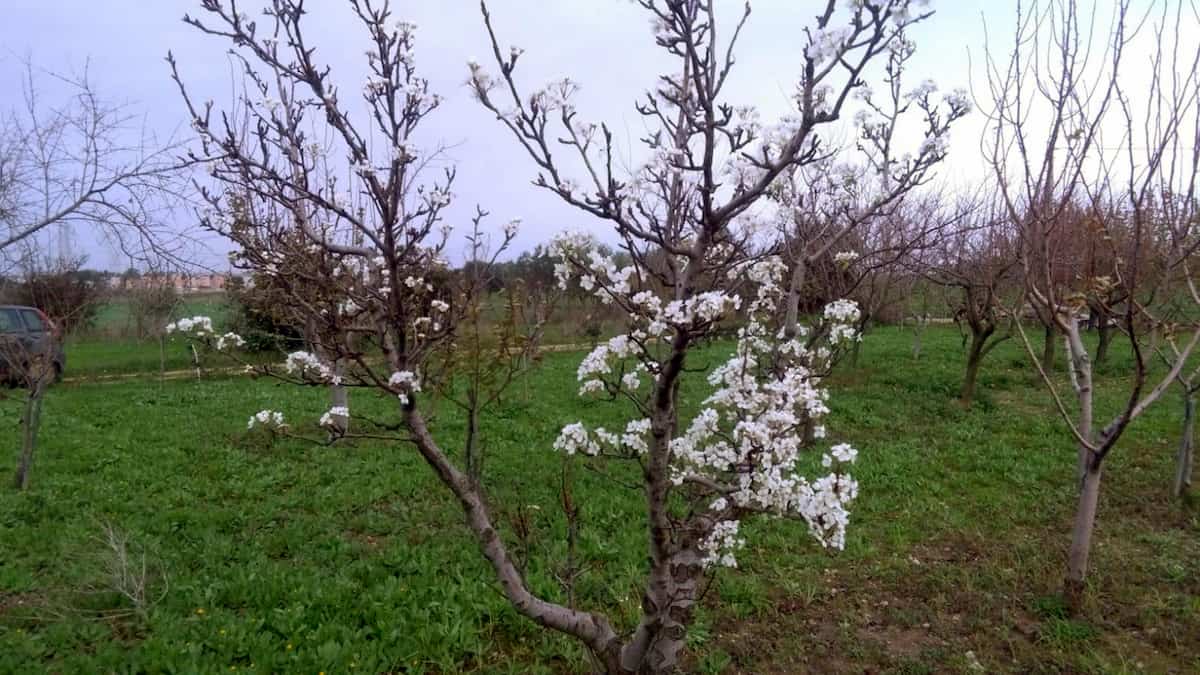 Coldiretti. Alberi già in fiore, ortaggi maturati: la programmazione agricola non serve più