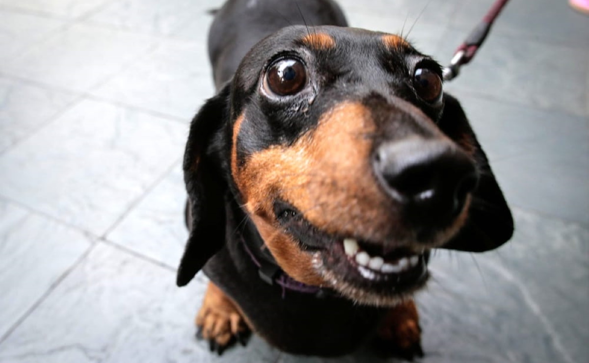Bassotto soppresso per errore: veterinario chiama padrona sbagliata