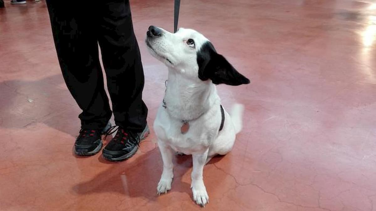 Cani & gatti, più sconti in manovra: detrazione 19% spese veterinario fino a 500 euro