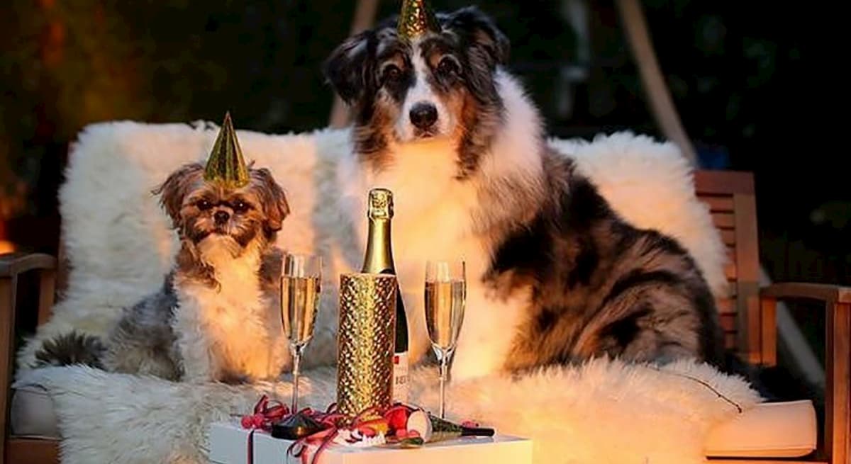 Cani e gatti, vade retro botti di Capodanno: il decalogo anti-panico per ridurre il danno