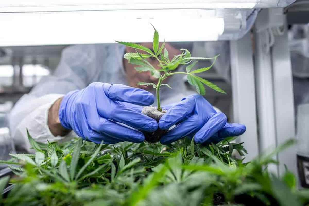 Cannabis legale, gli emendamenti di Francesco Mollame alla manovra che provano a disciplinare il settore