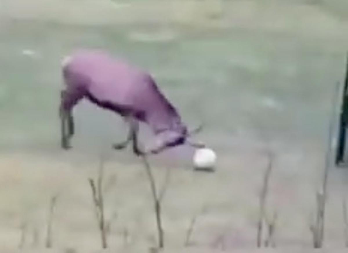 cervo segna un gol ed esulta, il suo balletto è virale sui social VIDEO