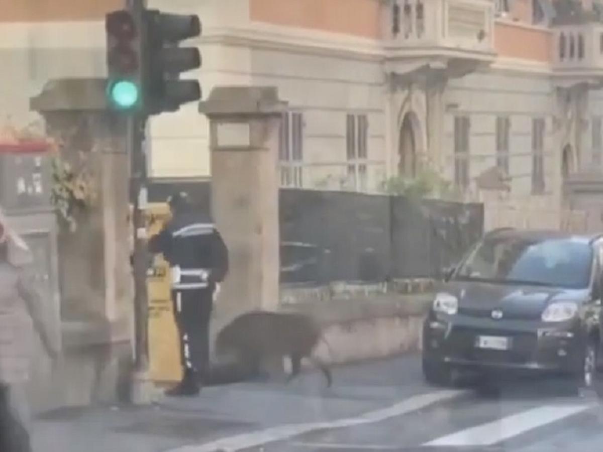cinghilae attraversa strada genova