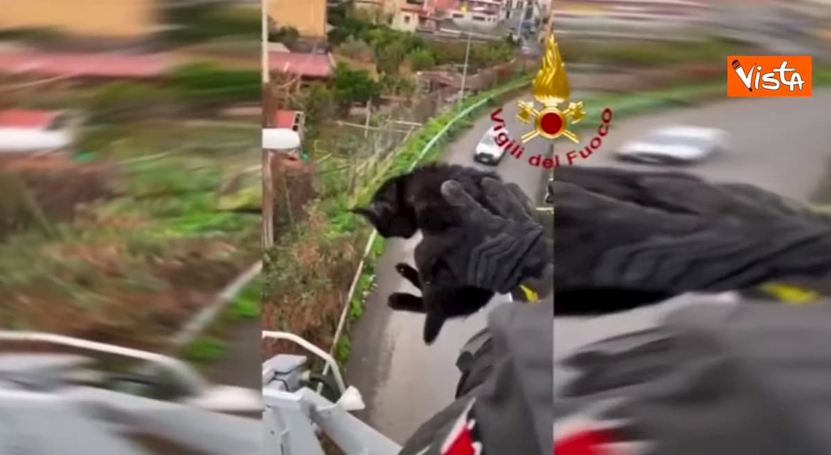 Gattino bloccato sulla tangenziale, lo salvano i vigili del fuoco VIDEO