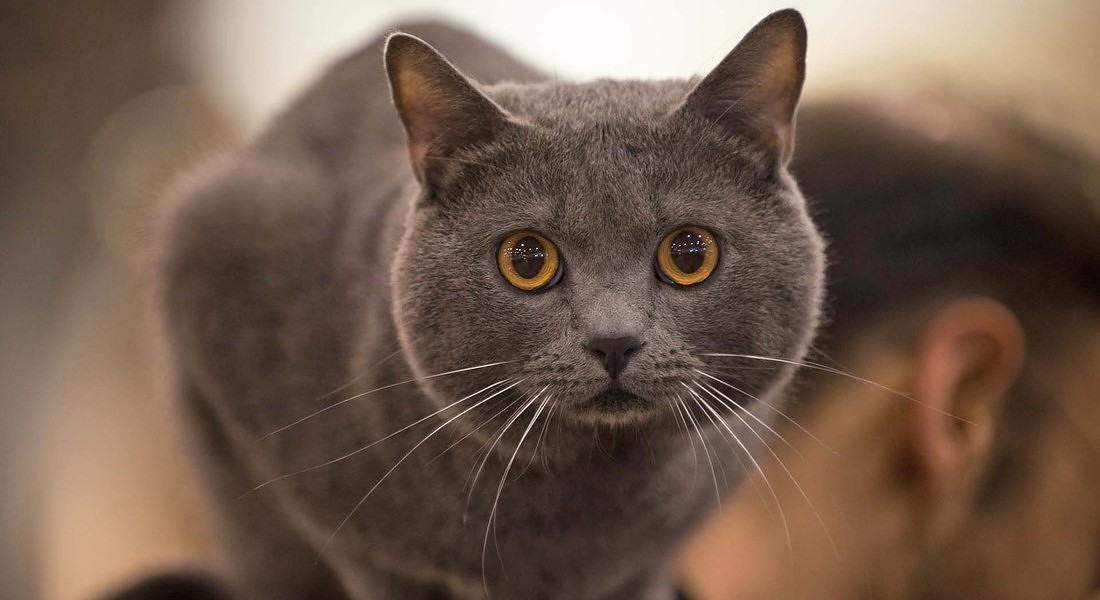 Chi ha detto che i gatti non si affezionano al padrone sbaglia di grosso