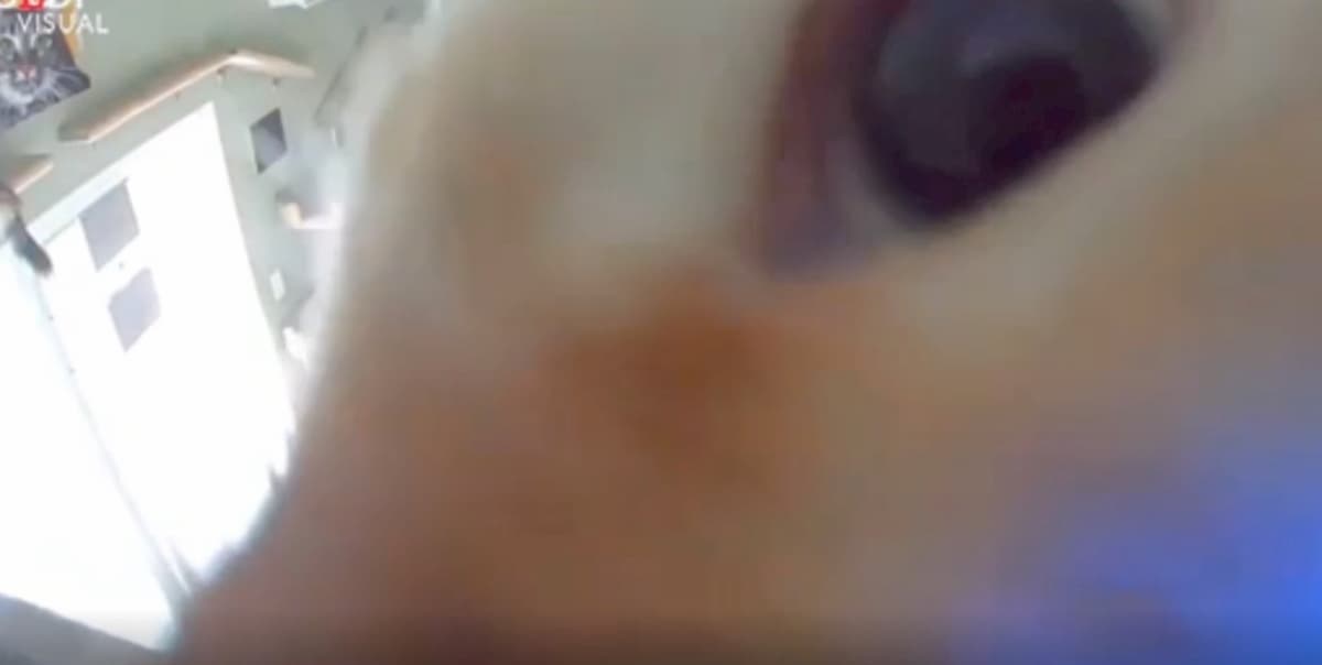 Gatto scopre la telecamera nascosta nel gattile: la scena divertente VIDEO