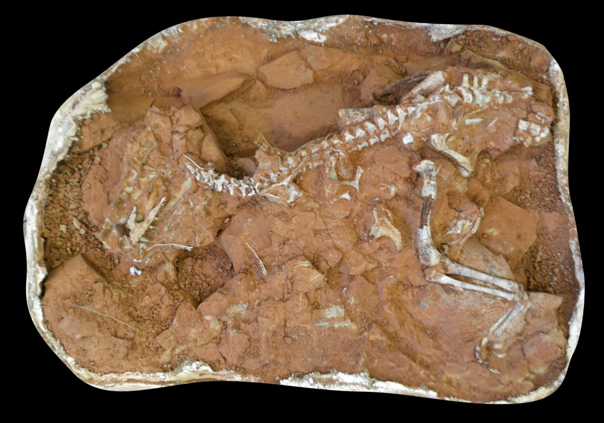 Gnathovorax, antenato del T-Rex era il dominatore del Triassico