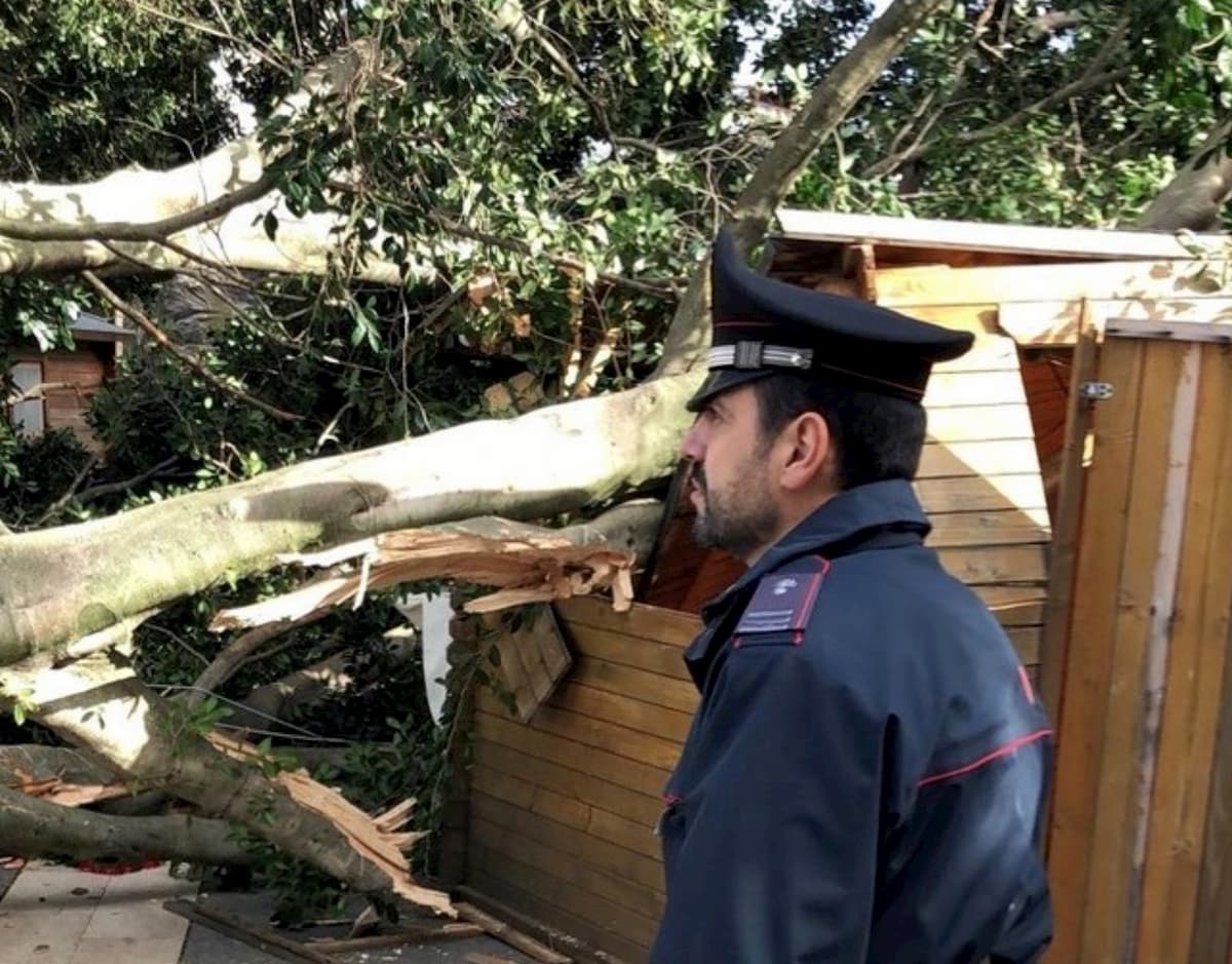 Iglesias, vento abbatte un albero sul mercatino di Natale: strage sfiorata