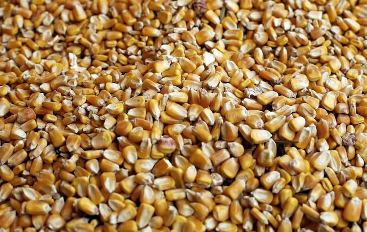 Savigliano (Cuneo), essiccatore di mais è troppo rumoroso: risarcimento da 900mila euro ad una famiglia