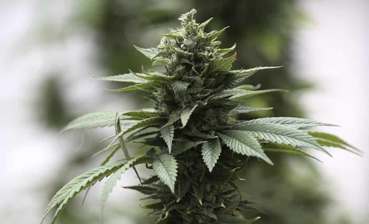 Cannabis e marijuana a casa, chi la coltiva: benestanti, istruiti, over 35. Poca, artigianale e solo per sè