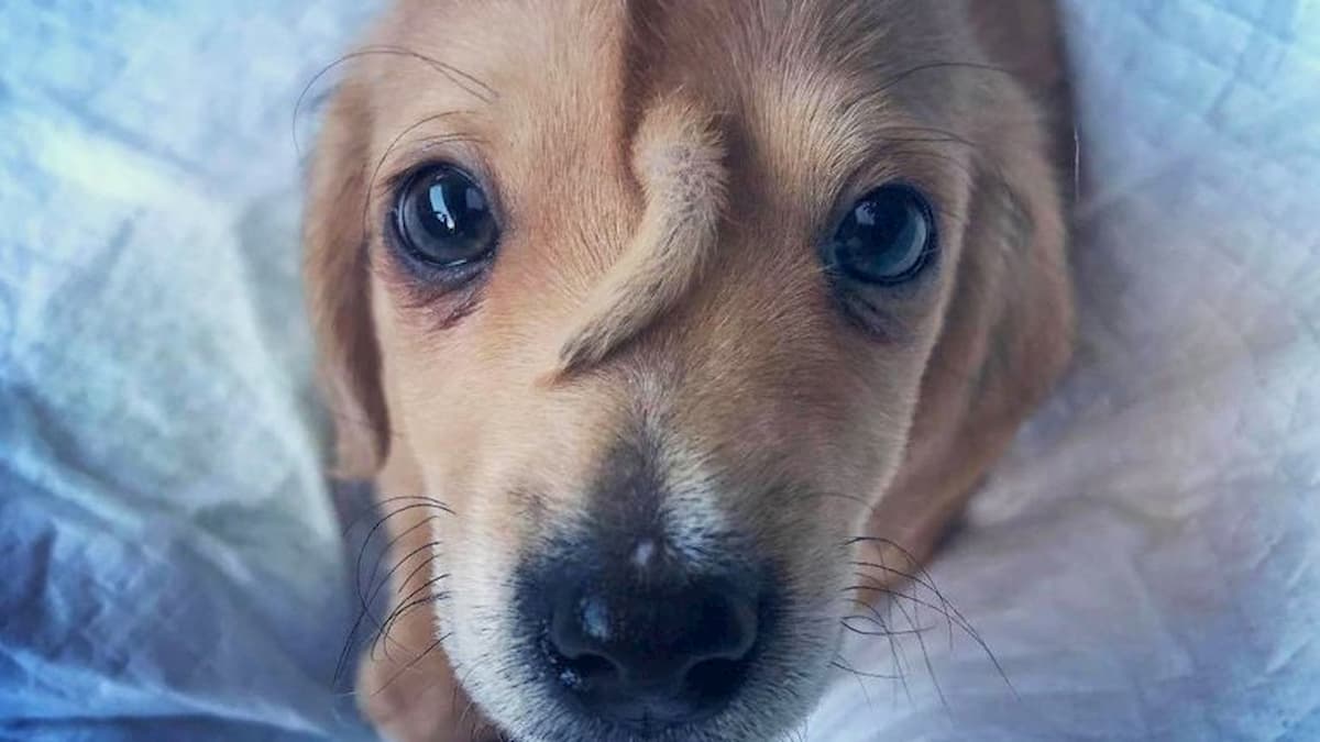 Narwhal, il cane unicorno minacciato di morte. Adozioni bloccate, verrà addestrato per la pet therapy