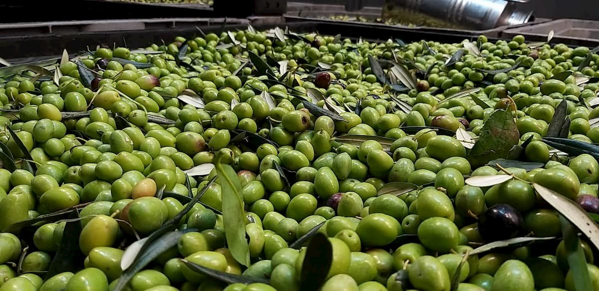 Oli campani Dop a Loro di Napoli: sentori di rosmarino, pomodoro e mandorle...