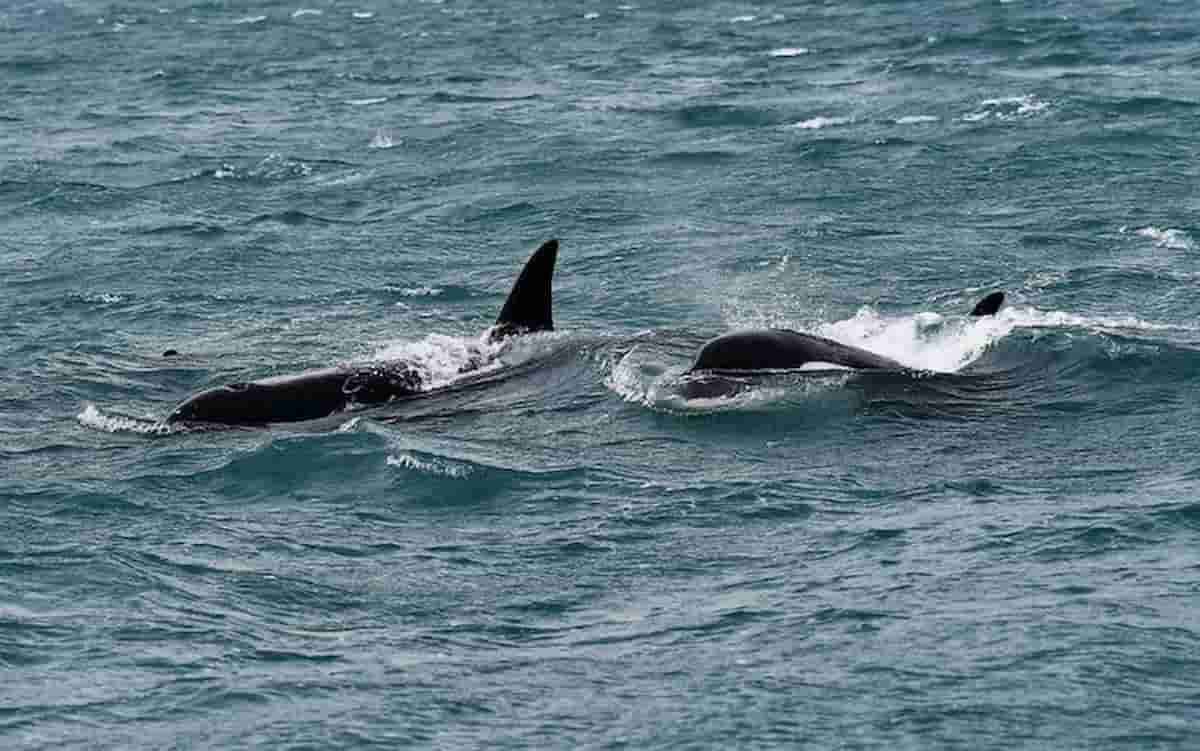 Orche nello Stretto di Messina, forse sono quelle del porto di Genova. Ma ne manca una...