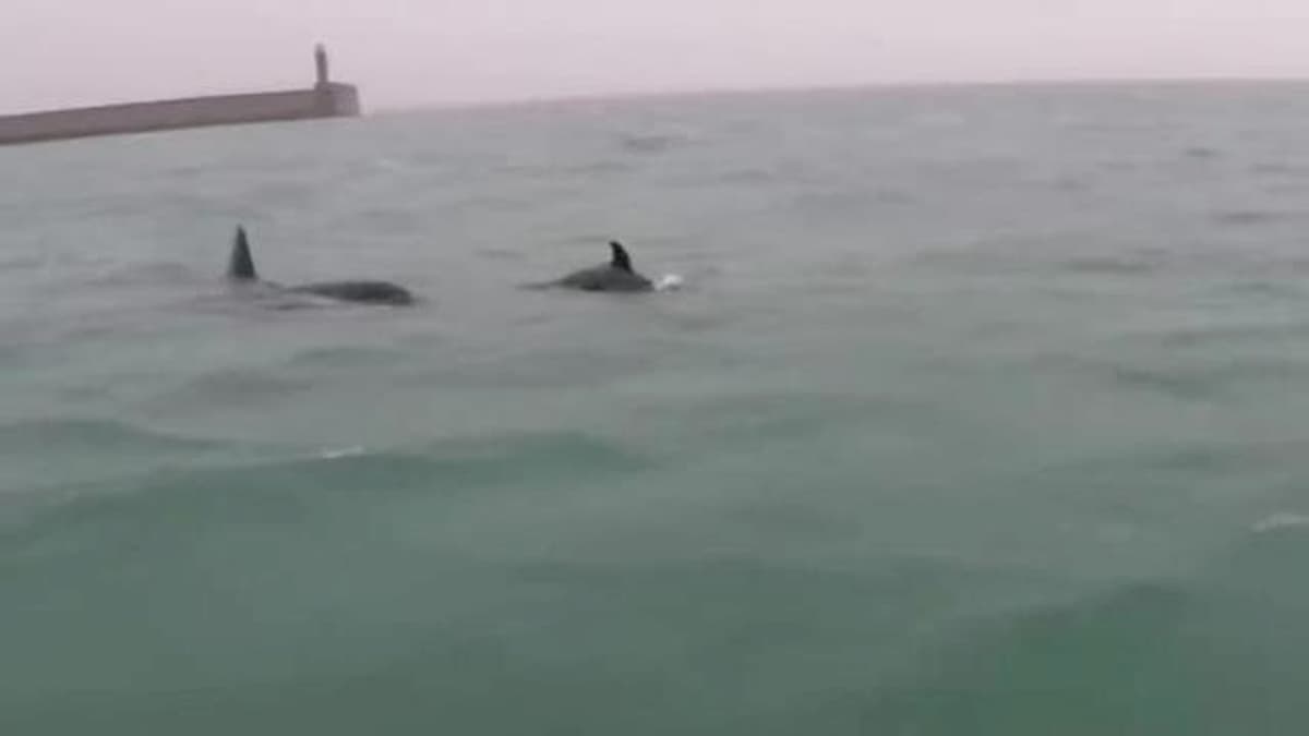 Genova: tre orche fanno capolino davanti al porto di Prà. Virale l'unico video di un pescatore