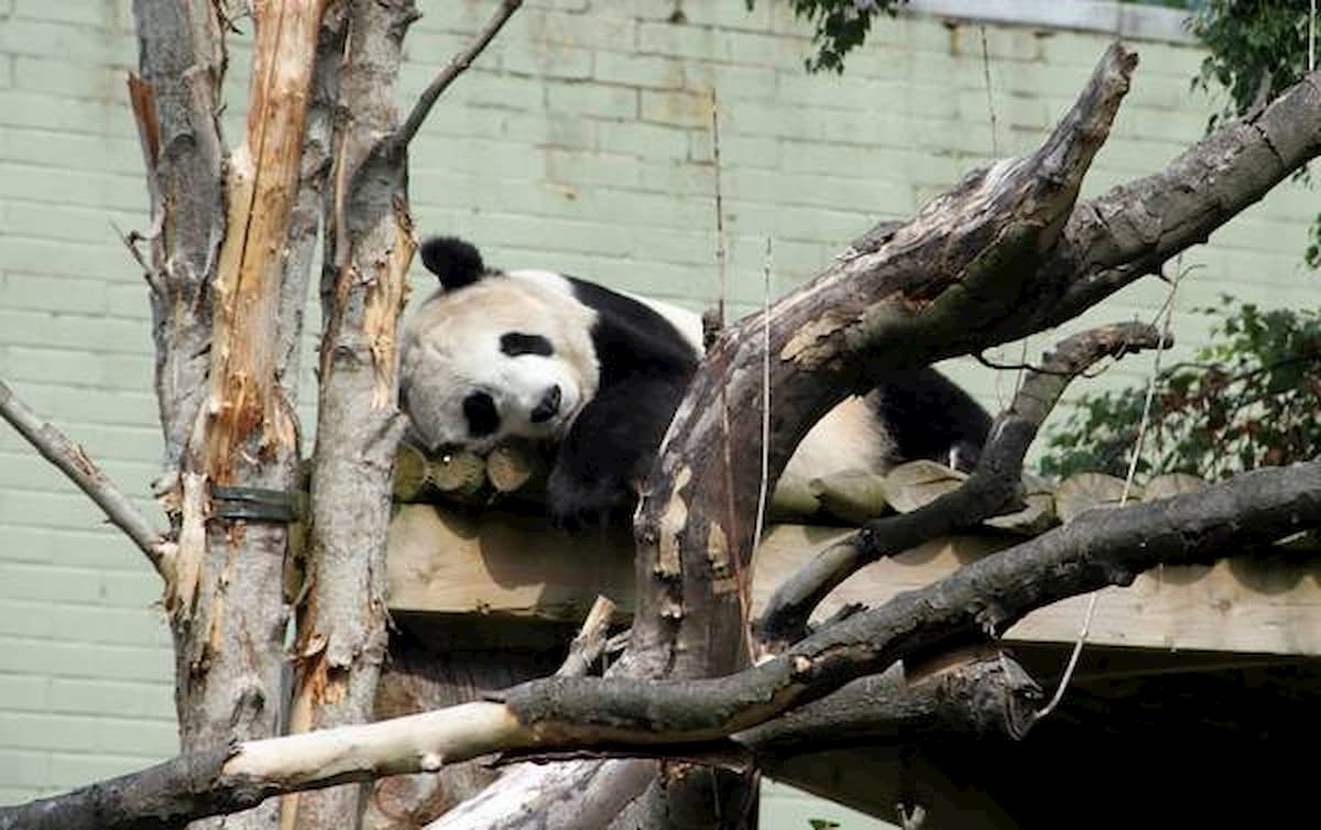 Lo zoo in Bretagna acquistato in rete: la colletta della Ong per liberare 560 animali