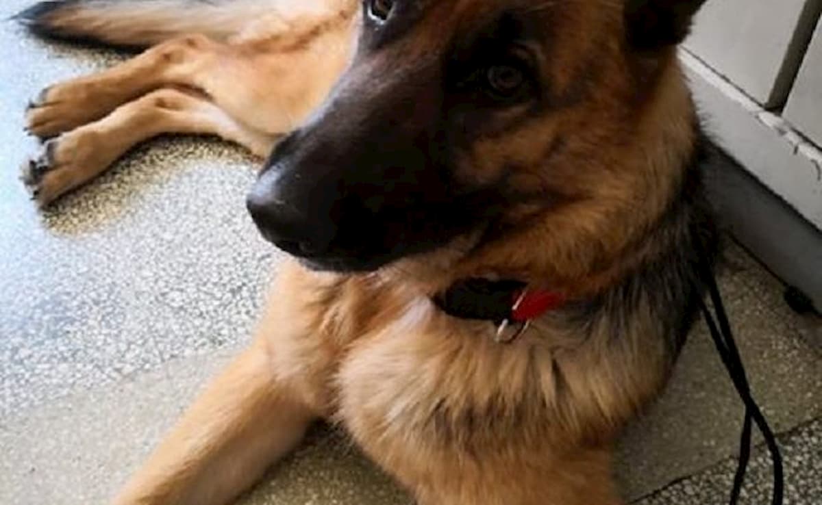 Cesano Maderno, cane avvelenato dai ladri. La padrona: "L’hanno ucciso per poter rubare a casa mia"