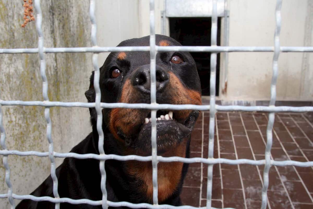 Pozzonuovo, azzannato dai rottweiler della compagna: 49enne muore dissanguato