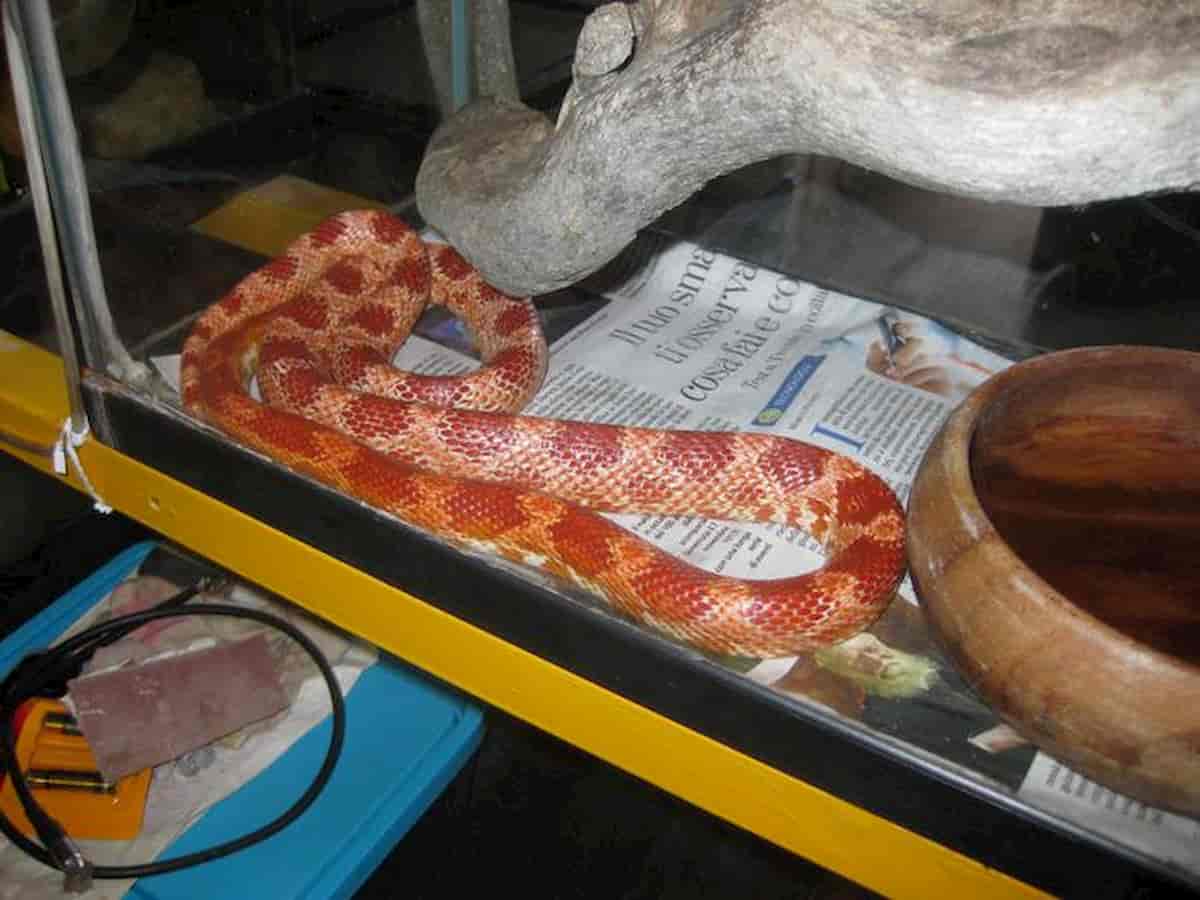 Milano, zona San Siro. Sfrattato lascia due rettili in casa: un Drago barbuto e un Serpente del Grano