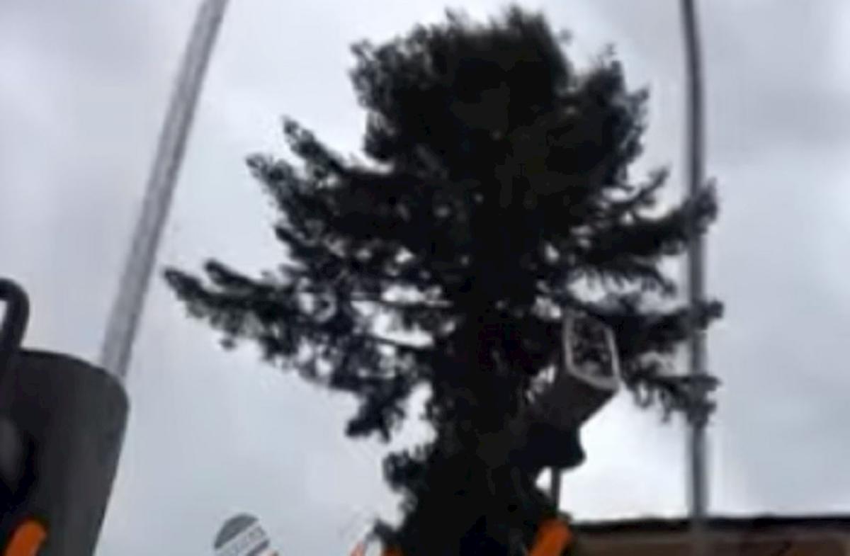 spelacchio montaggio