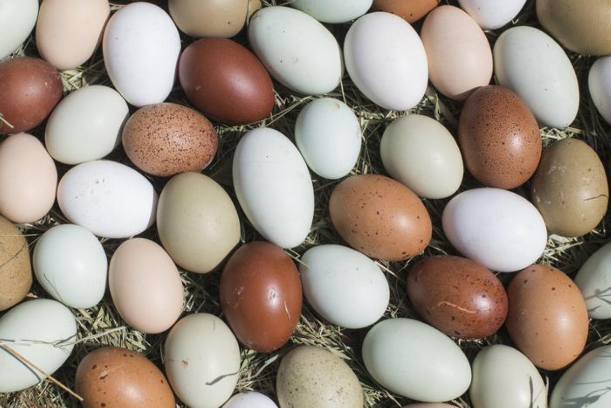 Cina, uova di 500 anni fa intatte trovate nel vaso nella tomba della dinastia Ming