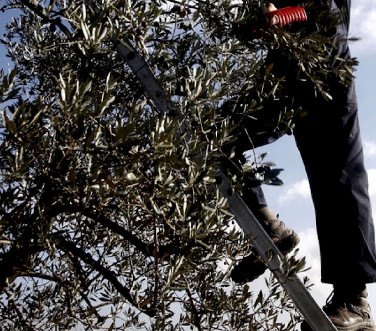 Custonaci (Trapani), il figlio morì potando un albero. La madre: "L'ho perso per 10 euro"
