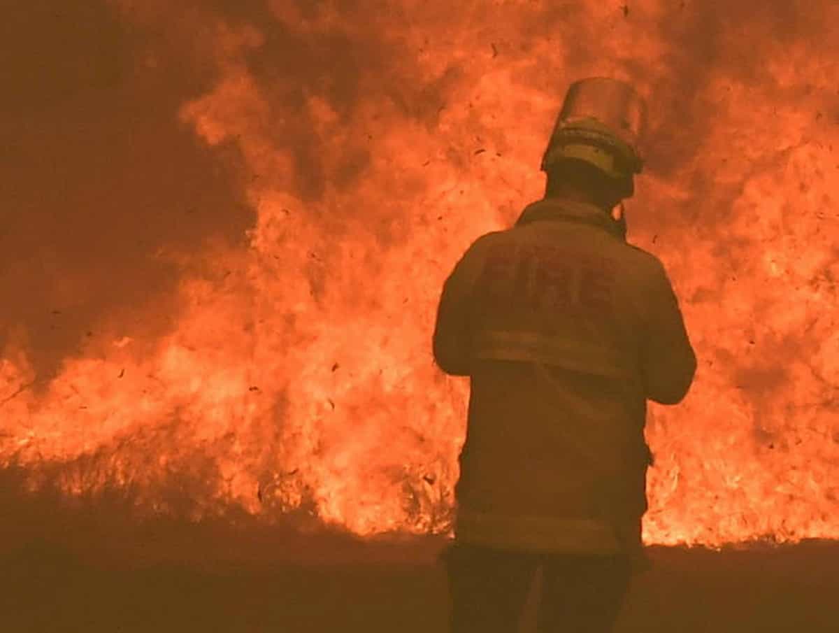 Cigno Verde è apparso anche in Australia: i soldi ammazzati dal clima