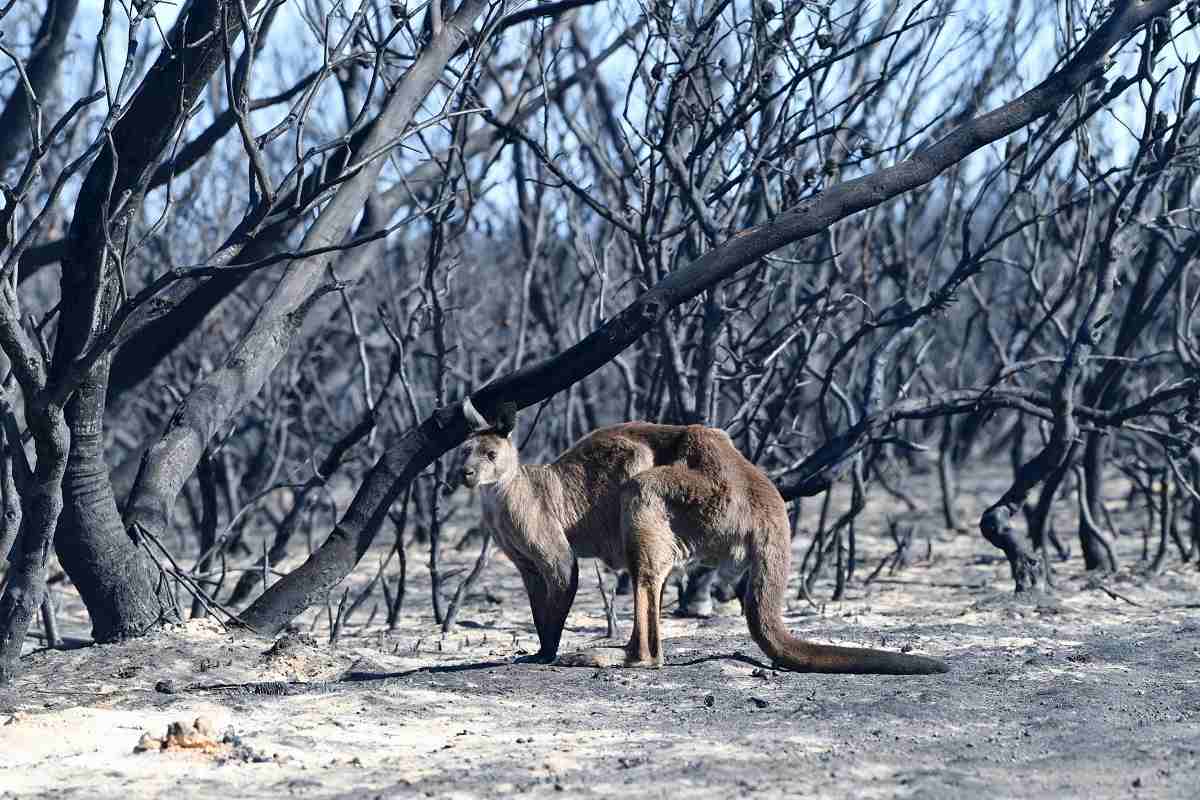 australia incendi animale