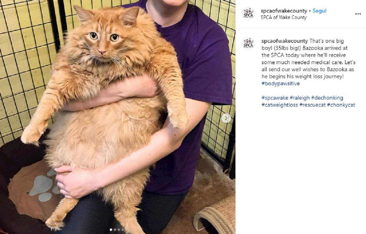 bazooka gatto 16 chili