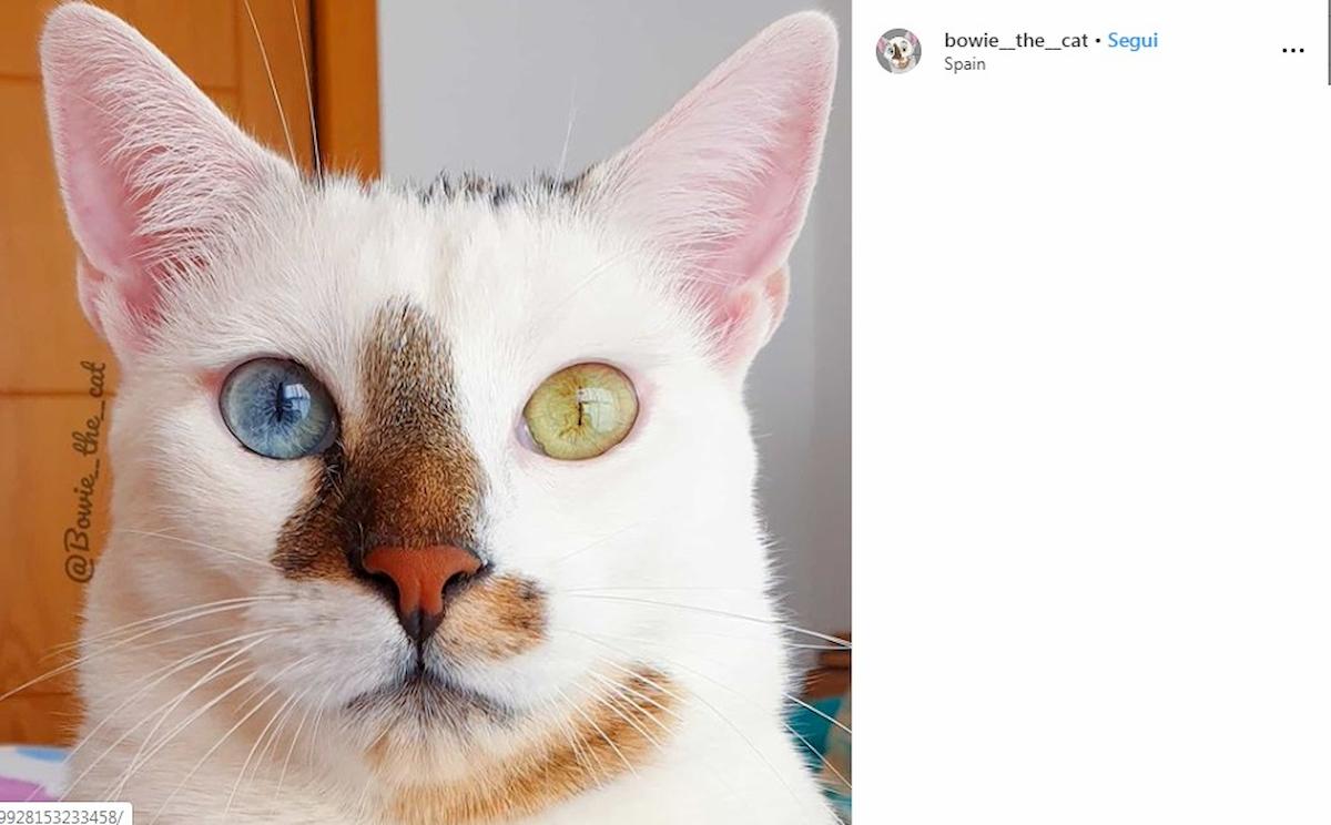 bowie the cat instagram