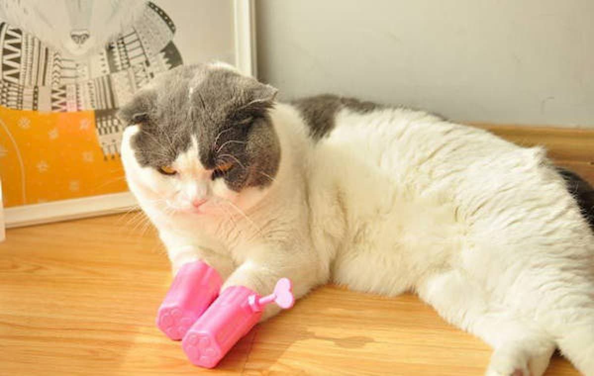 Follie per i gatti: i calzari anti-graffio. La Protezione Animali ad Amazon: "Ritirateli"