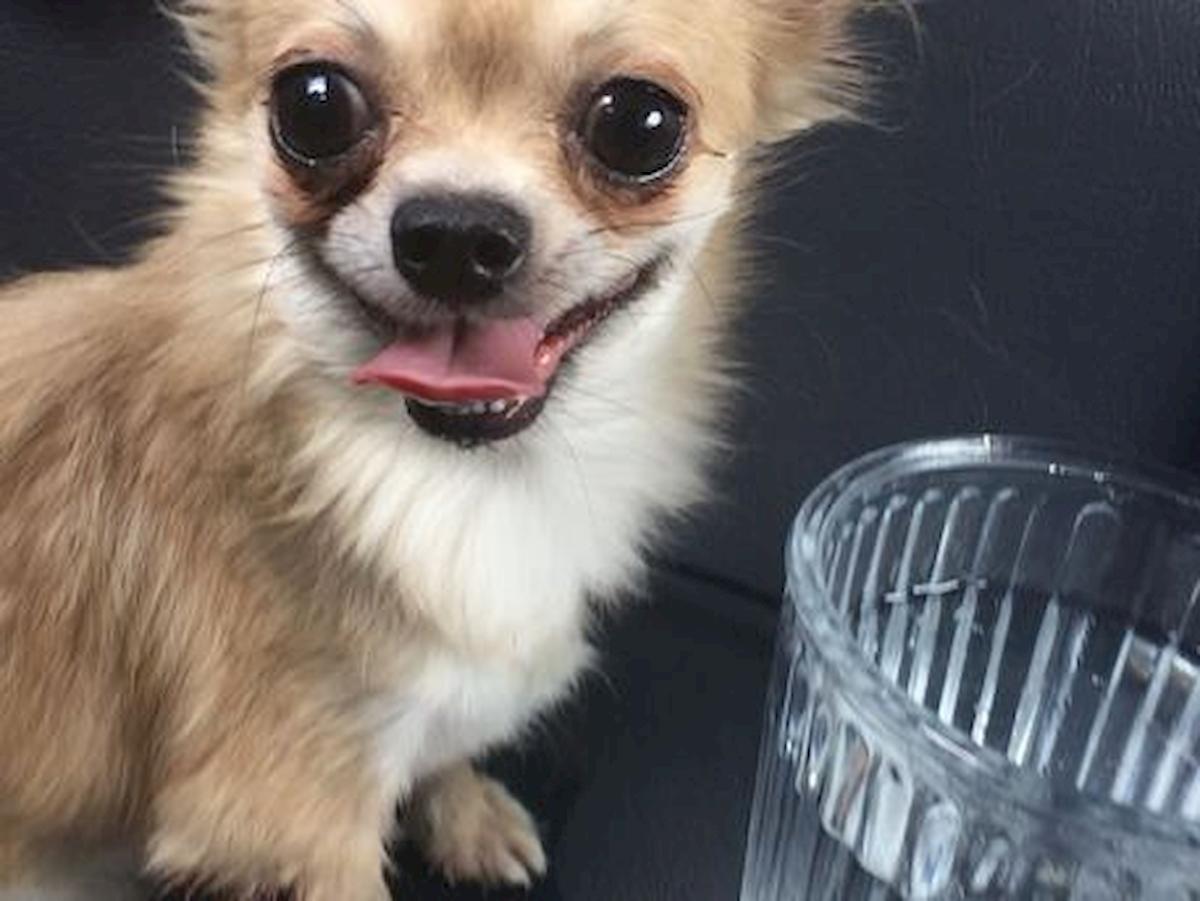 cane chihuahua