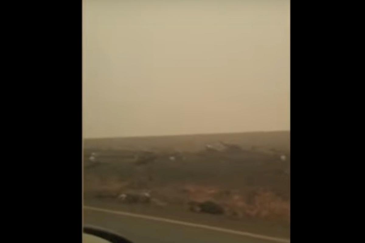 canguri morti australia