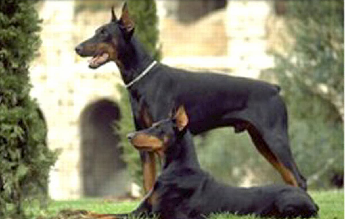 Cani di razze pericolose, a Milano obbligo di corso e patentino per i padroni