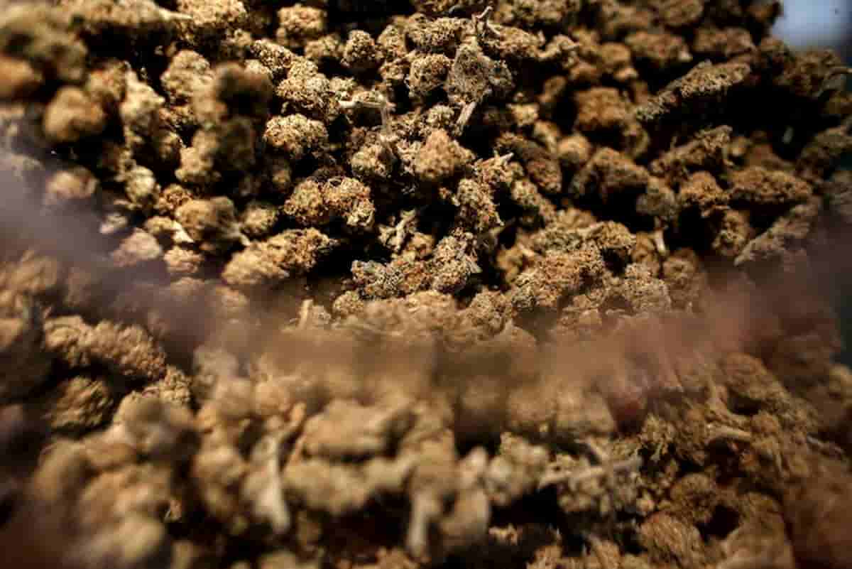 Cannabis terapeutica gratis in Sicilia. La paga la Regione. I limiti: terapia di 6 mesi, solo medici Asl...