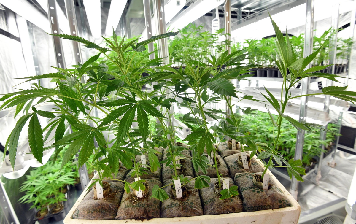 Cannabis, decreto fissa i limiti: arriva anche a tavola tra olio e farina