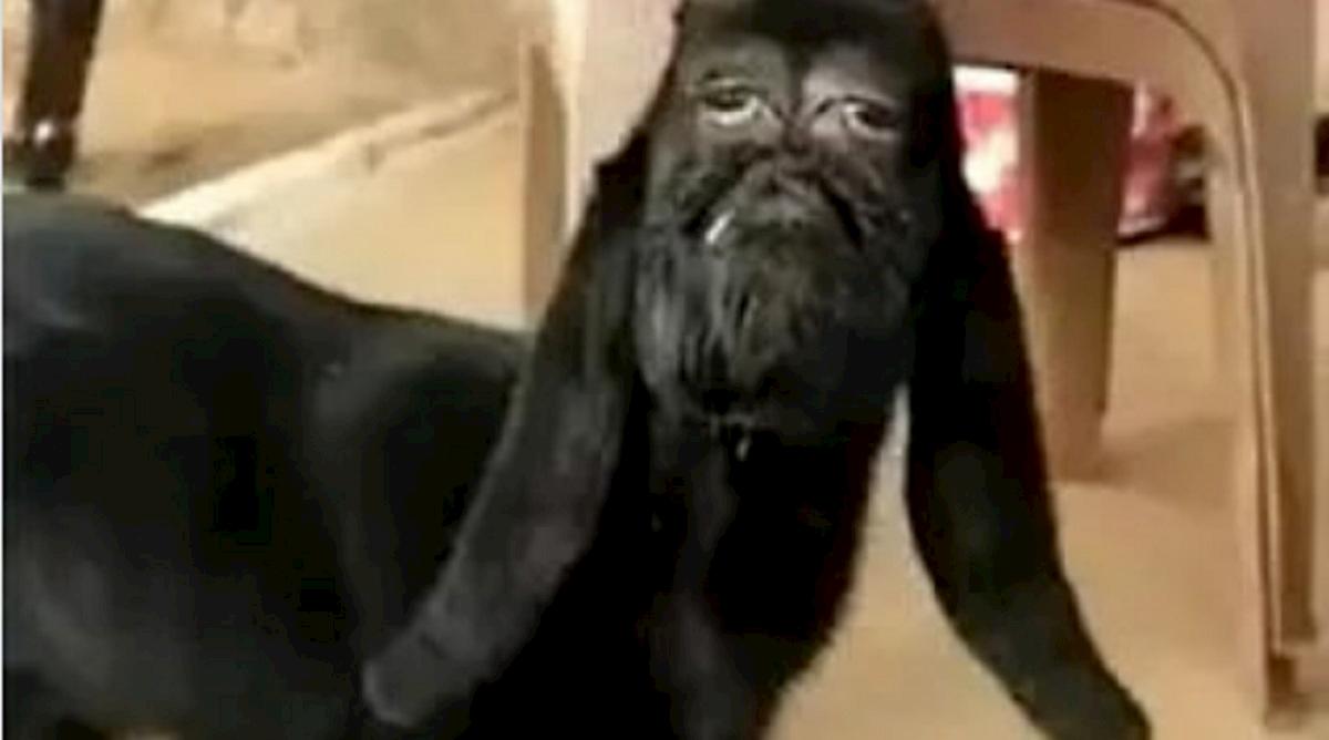 Capra con la faccia che sembra umana nasce in India