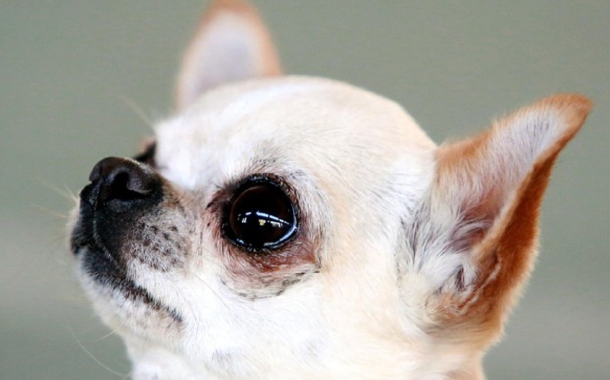 Chihuahua abbaia durante rapina, i ladri lo affogano nel water a Bergamo