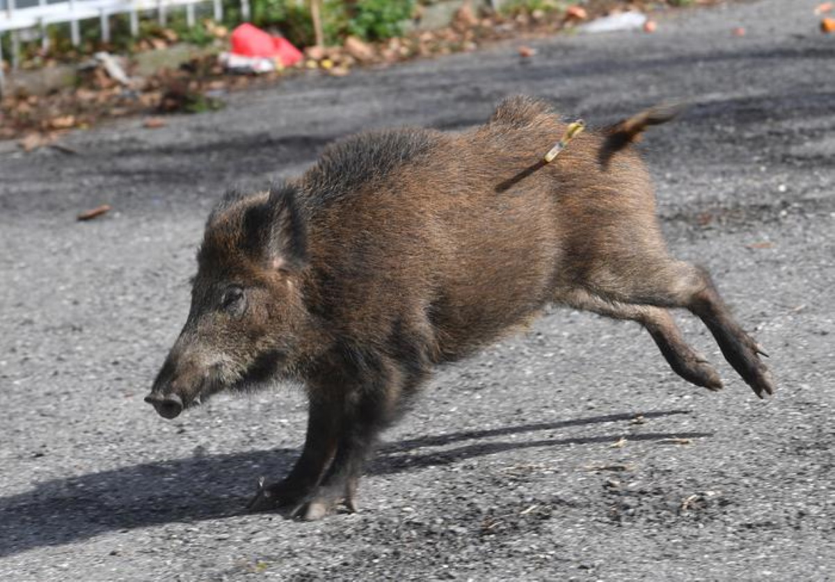 Trichinella, cinghiale infetto a Nuoro. Allarme per il parassita