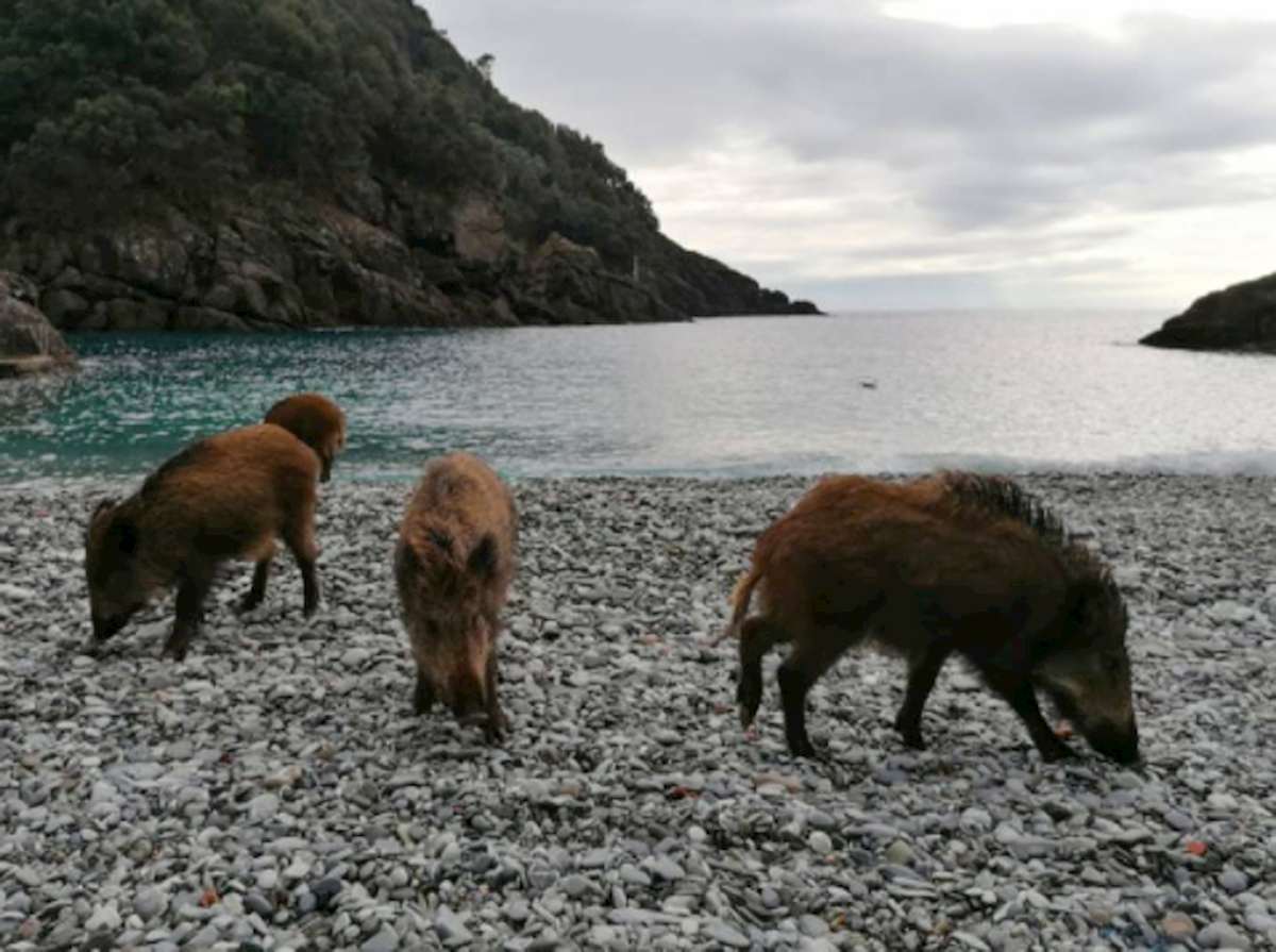 liguria cinghiali facebook