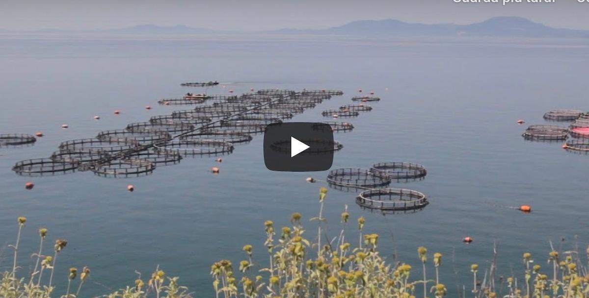 Orate e branzini, le immagini choc degli allevamenti intensivi in Grecia