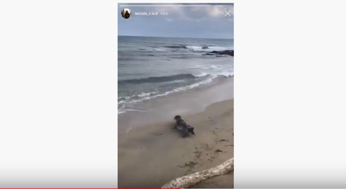 cucciolo foca san cataldo