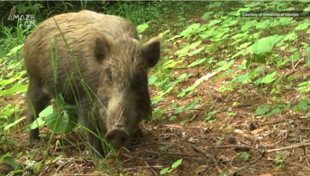 Fukushima, animali selvatici in zona esclusione come a Chernobyl