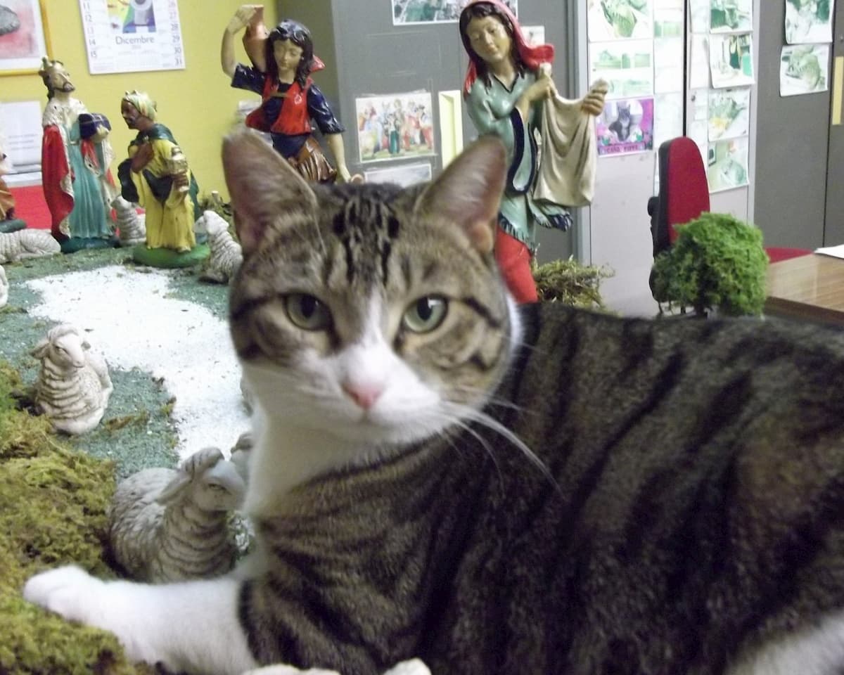 Gatto sindaco a Gravellona Lomellina (Pavia): la micia Marina co-celebra i matrimoni