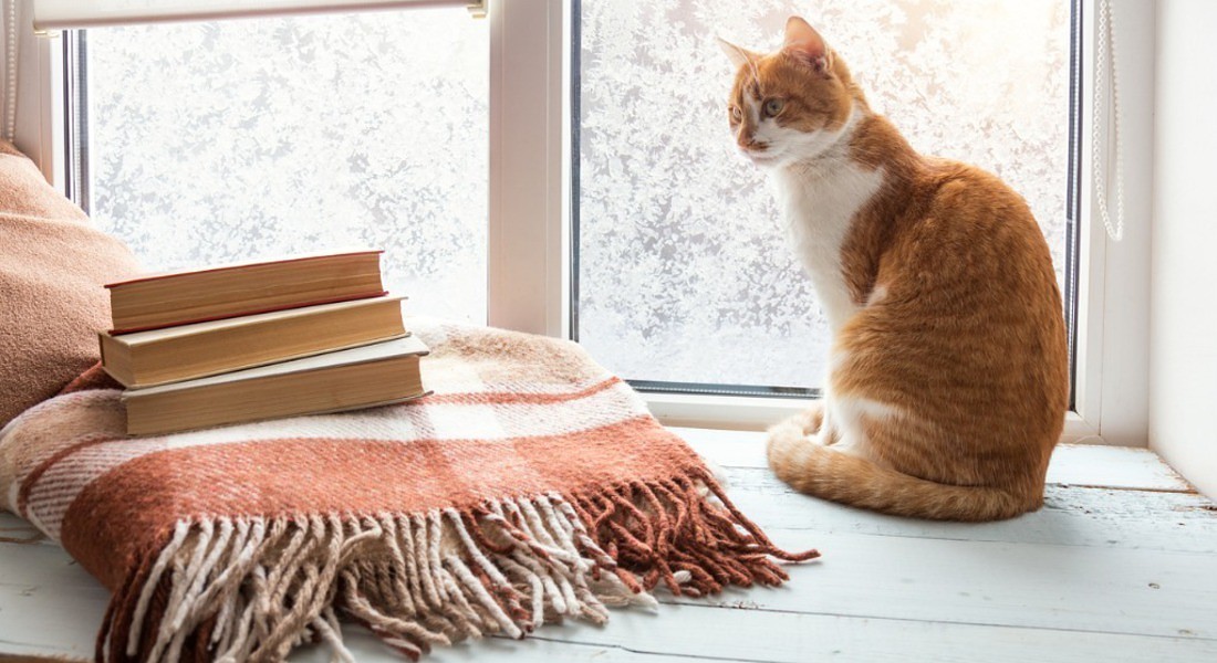 "Come spiego alla mia gatta che ho rotto col mio fidanzato?" Il tweet diventa virale