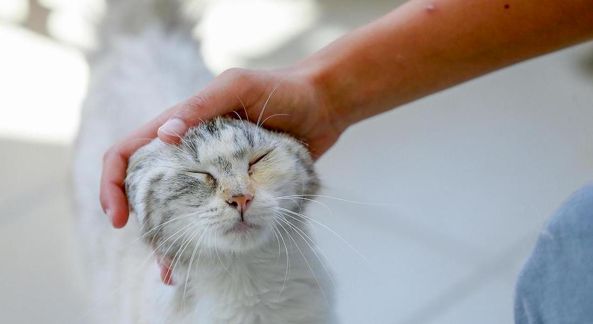 Londra, fanno causa alla vicina perché si prende cura del loro gatto. Spese 20mila sterline in 4 anni