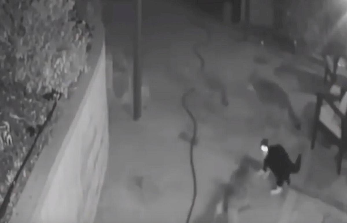 gatto allontana coyote illinois