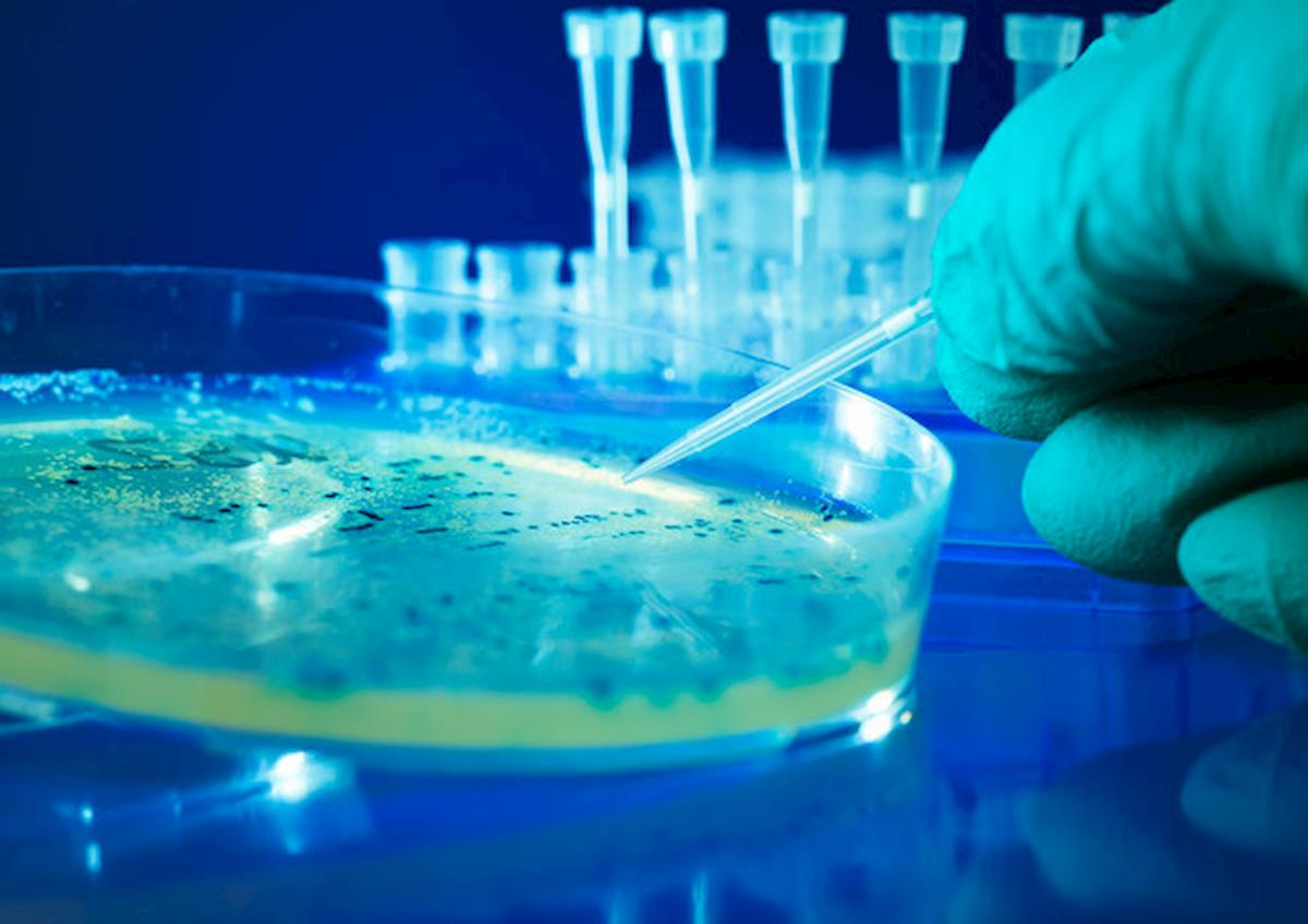 Infarto, svelata complicità del batterio Escherichia coli. La scoperta italiana